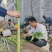 大理高原贡菜（青笋，干货）