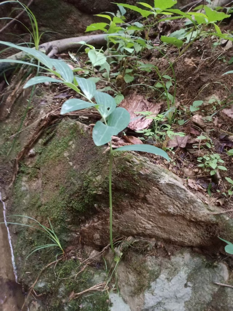 黄精种苗多花黄精种苗