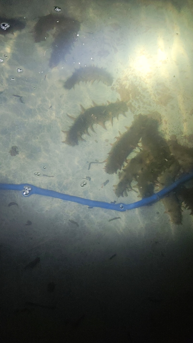 鲜活海参