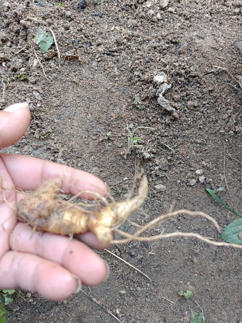 黄精种苗多花黄精种苗