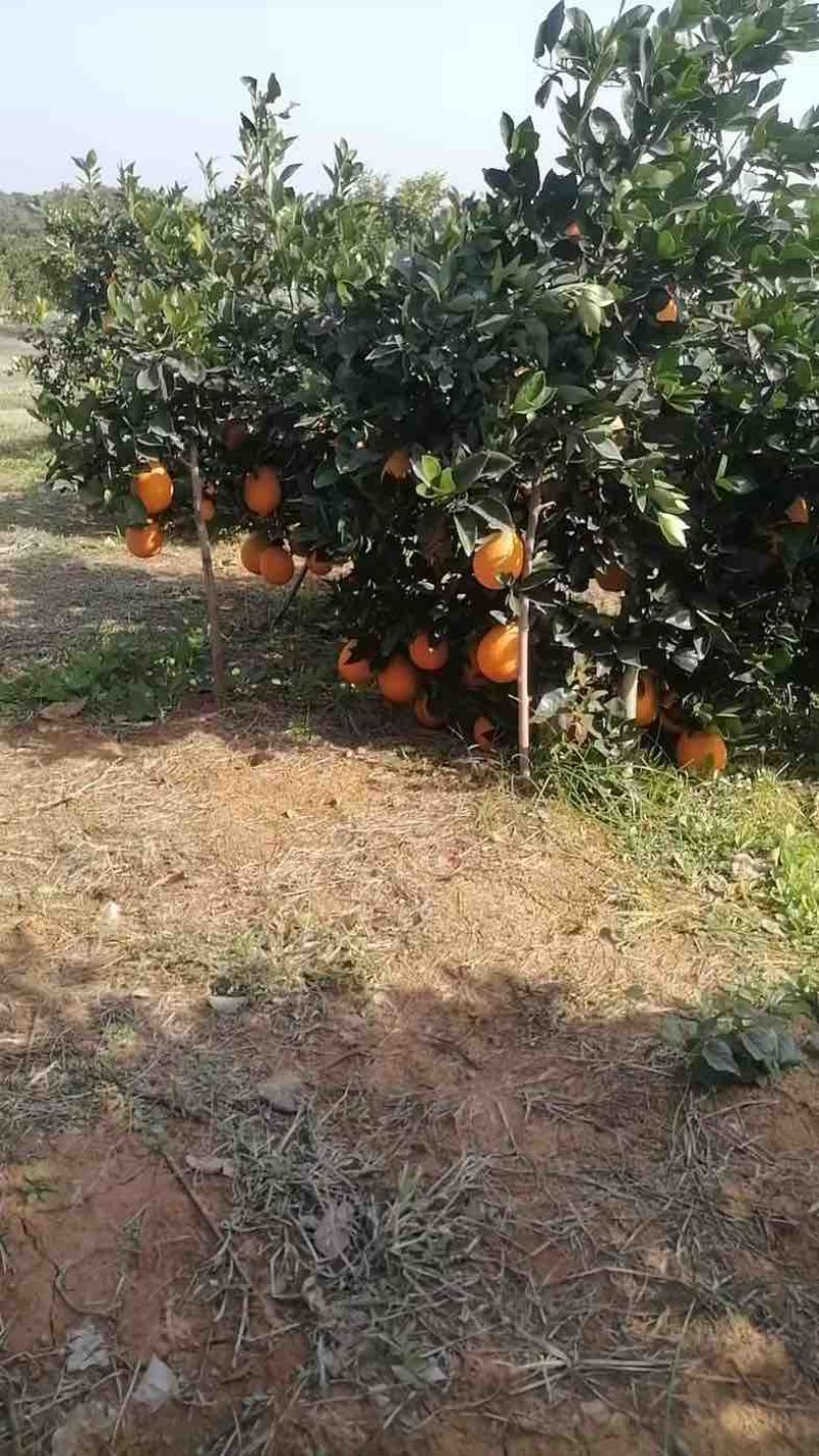 宜昌纽荷尔脐橙