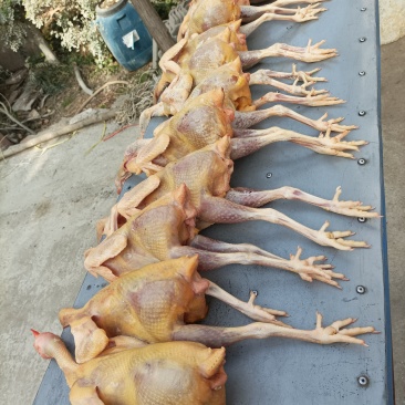 鸡蛋鸡肉