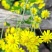 新鲜野菊花