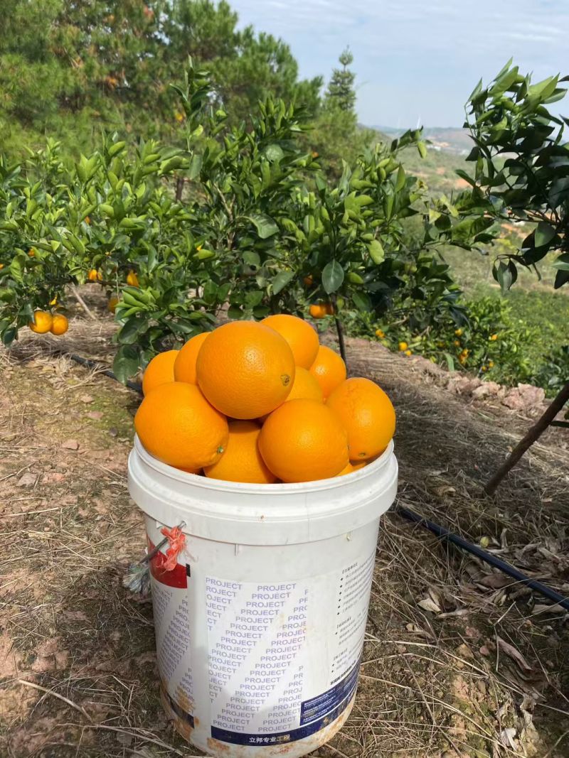 广西脐橙大量上市，囗感皮张全部嘎嘎靓，价格实惠