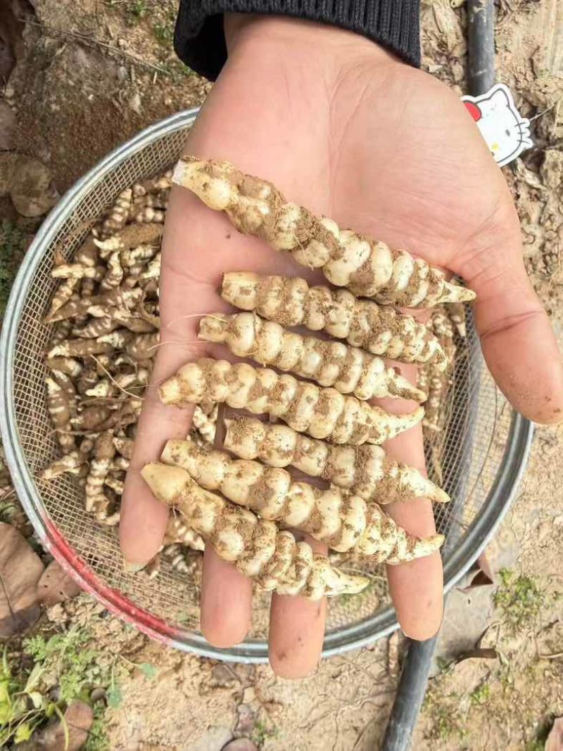 地环宝塔菜