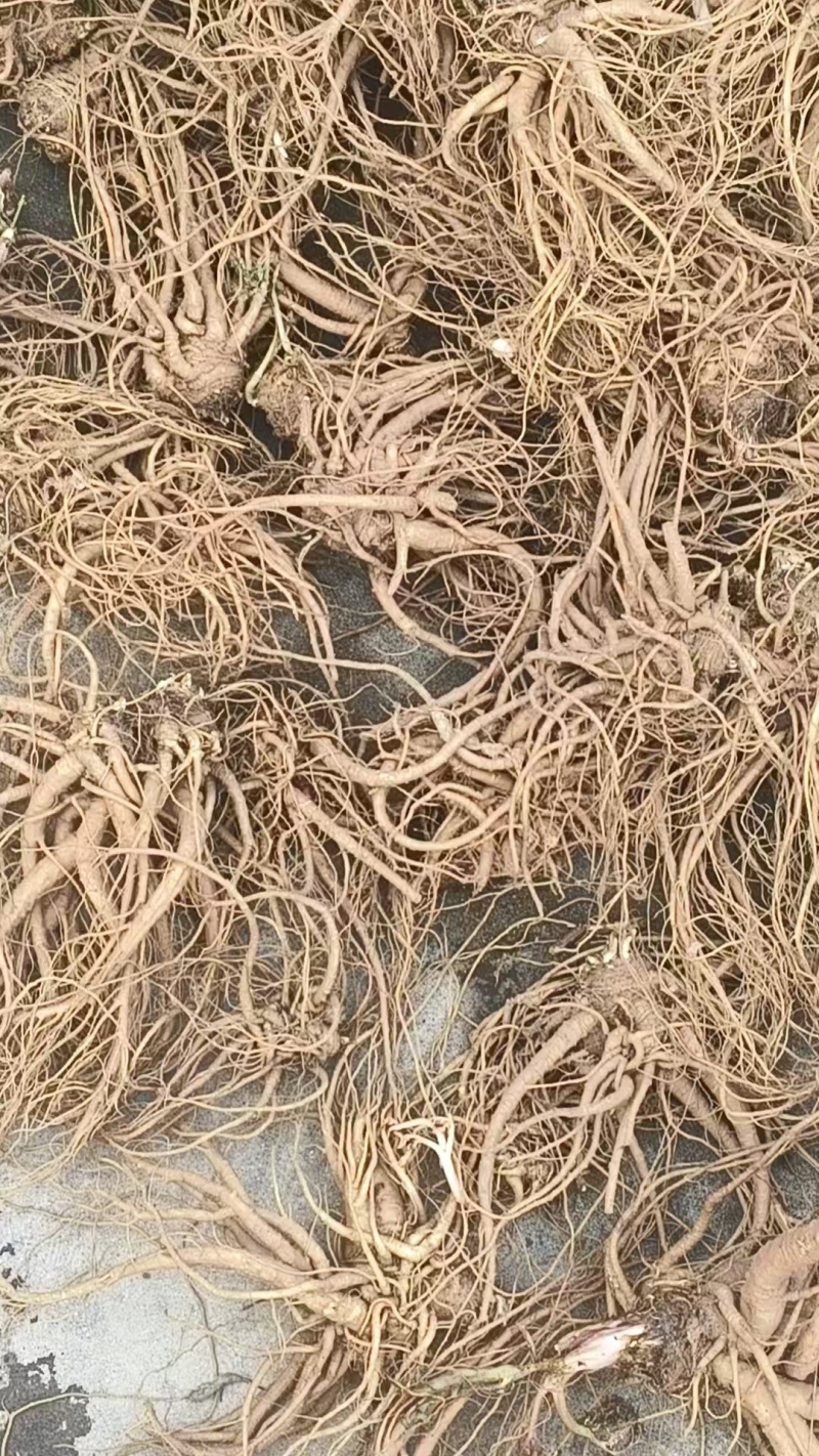 药当归（鲜货）