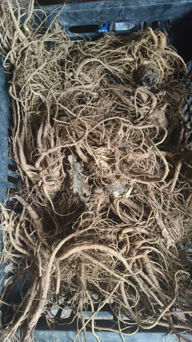 药当归（鲜货）