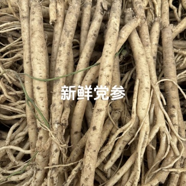 甘肃中药材党参