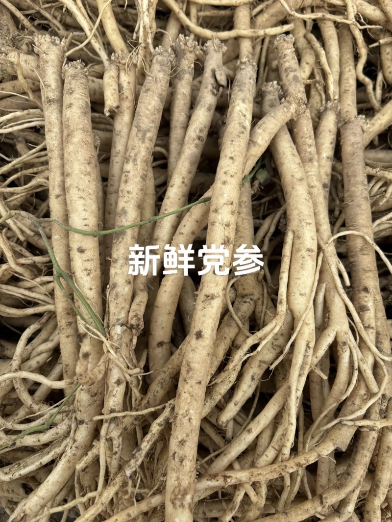 甘肃中药材党参