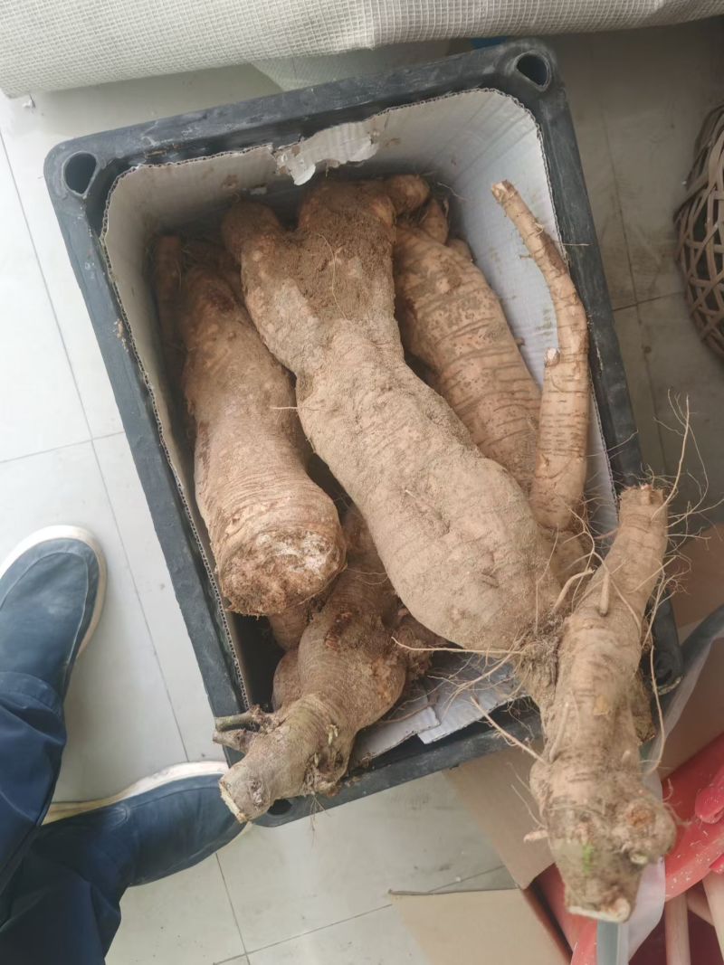 正宗葛粉长期供应新鲜采摘量大从优优质保证葛粉