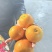麻阳新品（锦红）