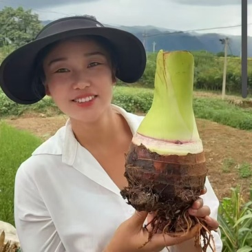 广西红香芋