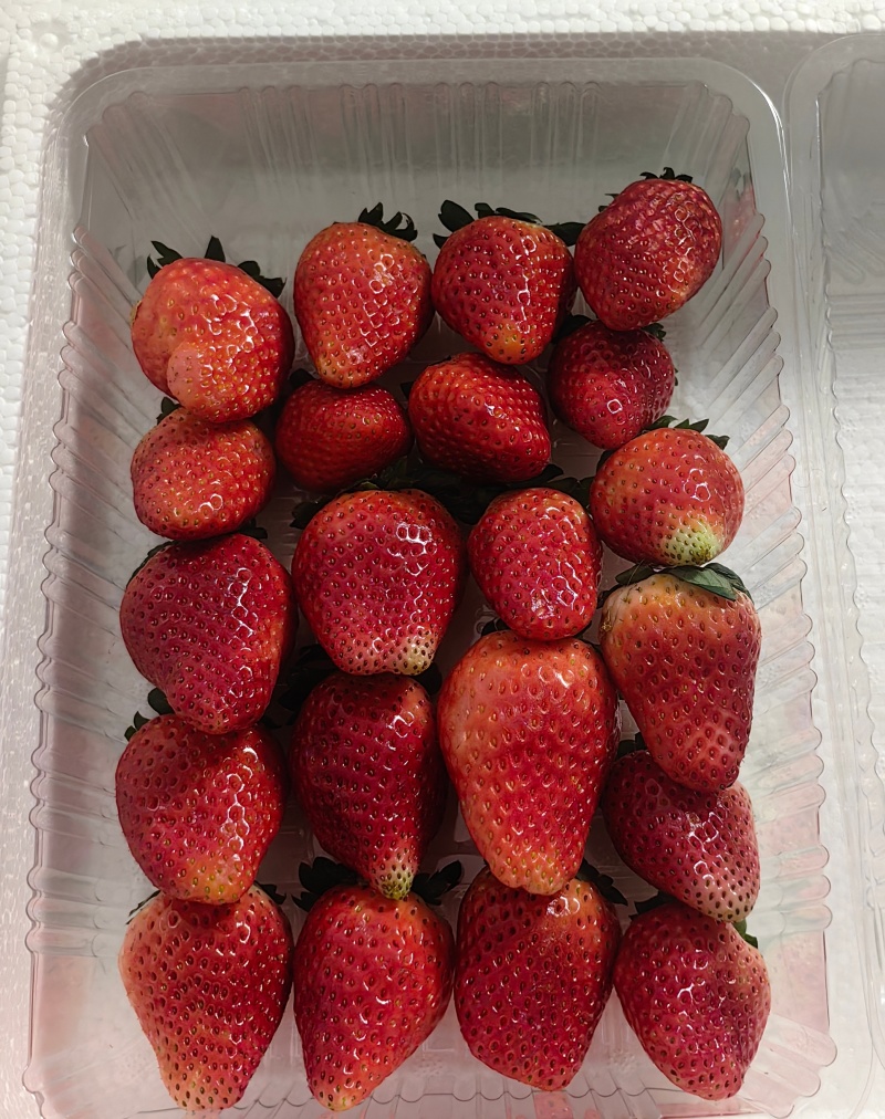 每日现摘天仙醉草莓奶油草莓