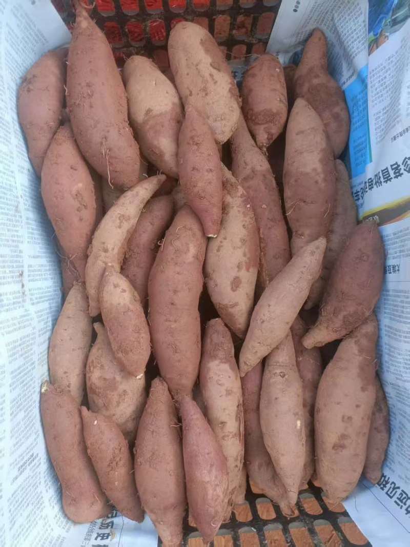 云南正宗榴莲蜜薯