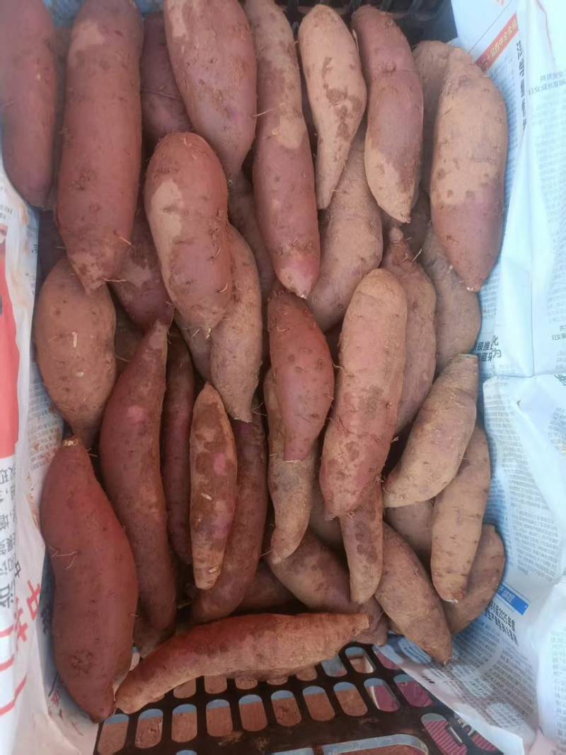 云南正宗榴莲蜜薯
