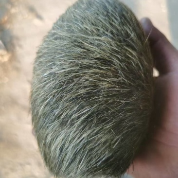 贵州特大特级猪砂