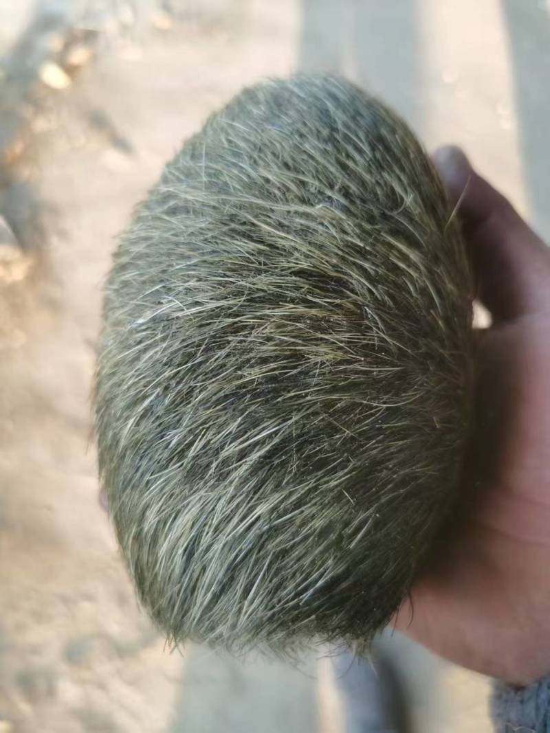 贵州特大特级猪砂