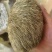 贵州特大特级猪砂