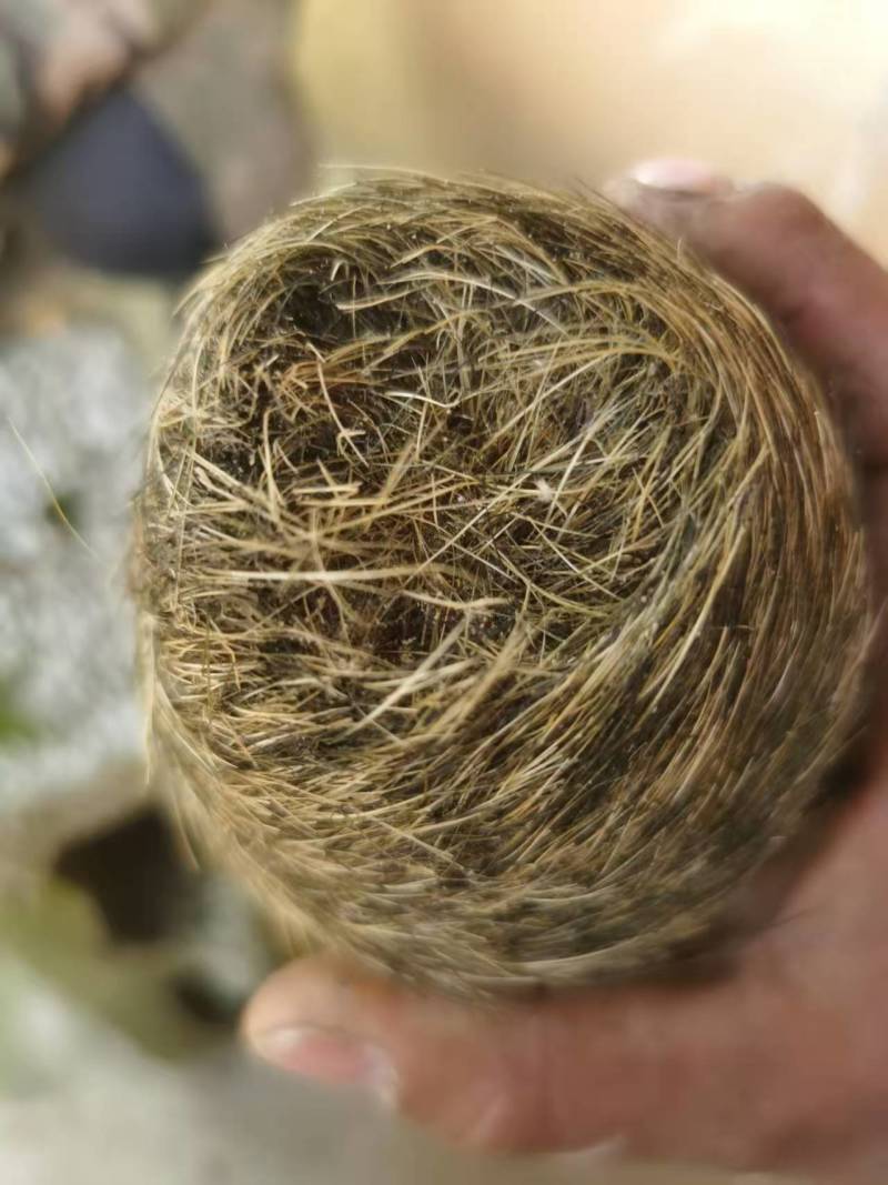 贵州特大特级猪砂