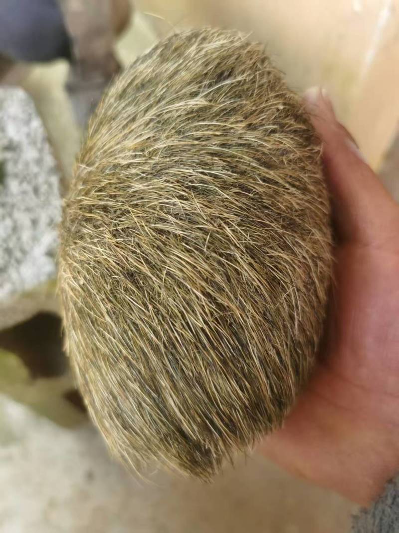 贵州特大特级猪砂