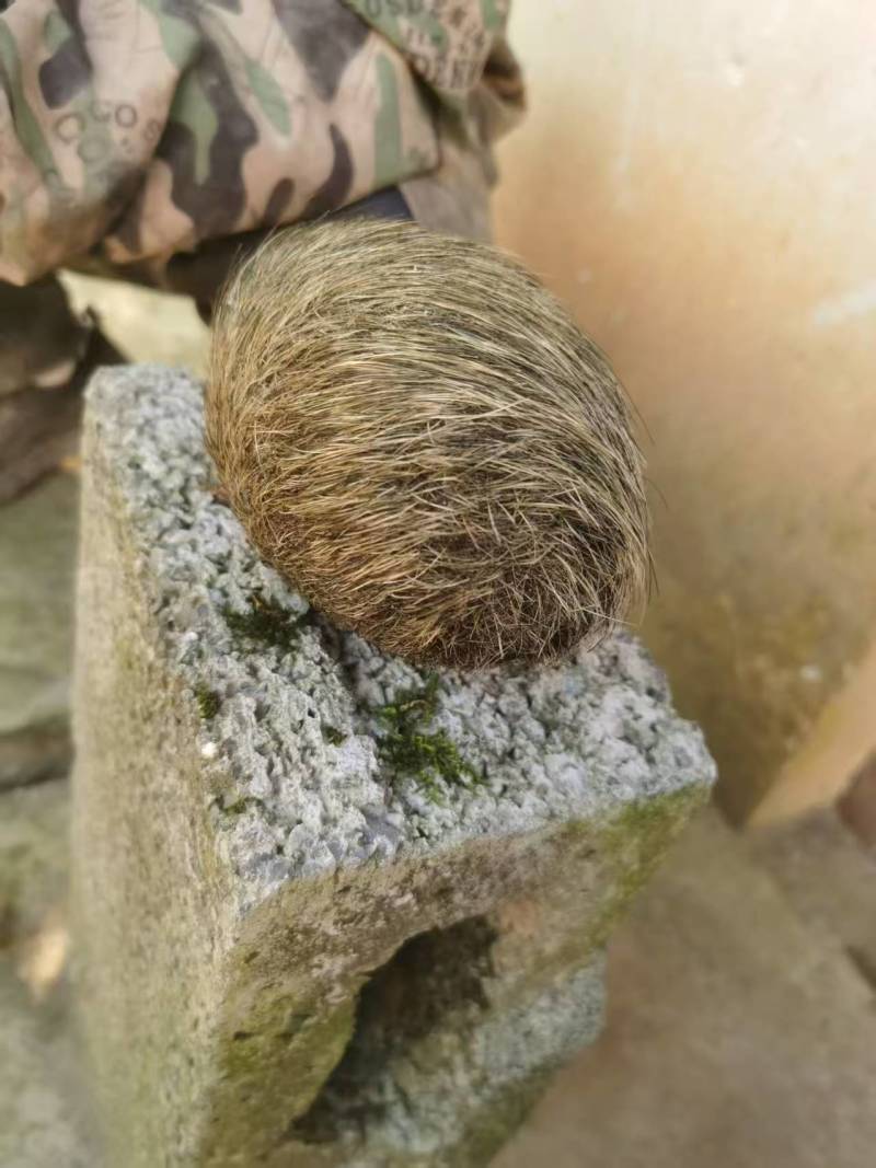 贵州特大特级猪砂