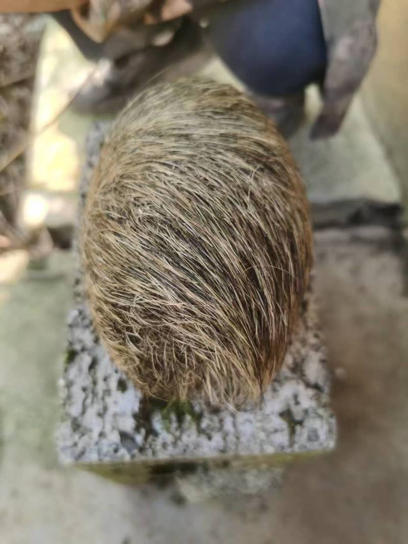贵州特大特级猪砂