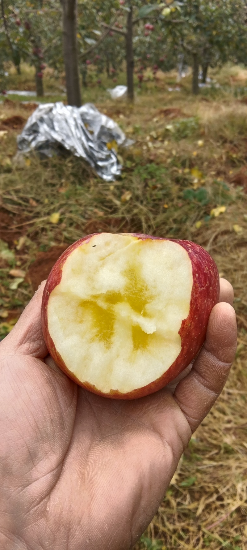 昭通红富士糖心苹果