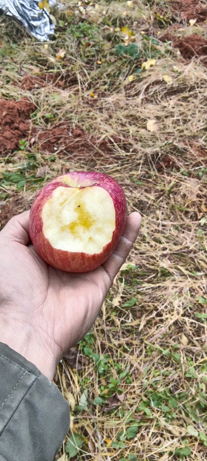 昭通红富士糖心苹果