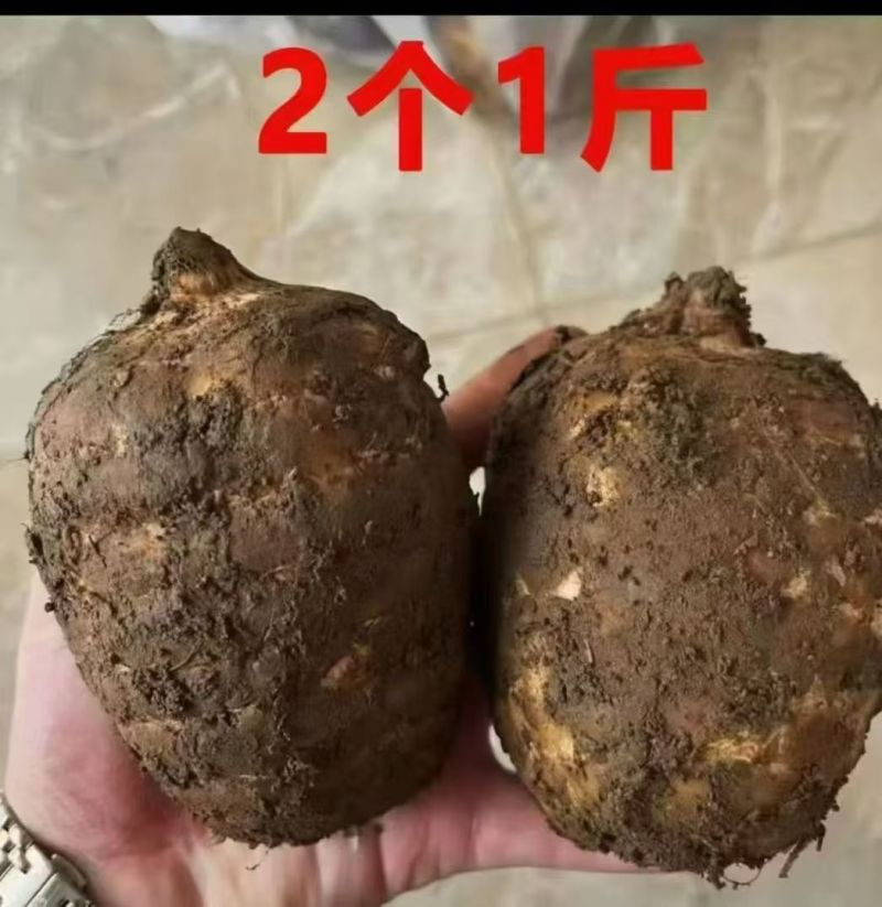 小草坝天麻