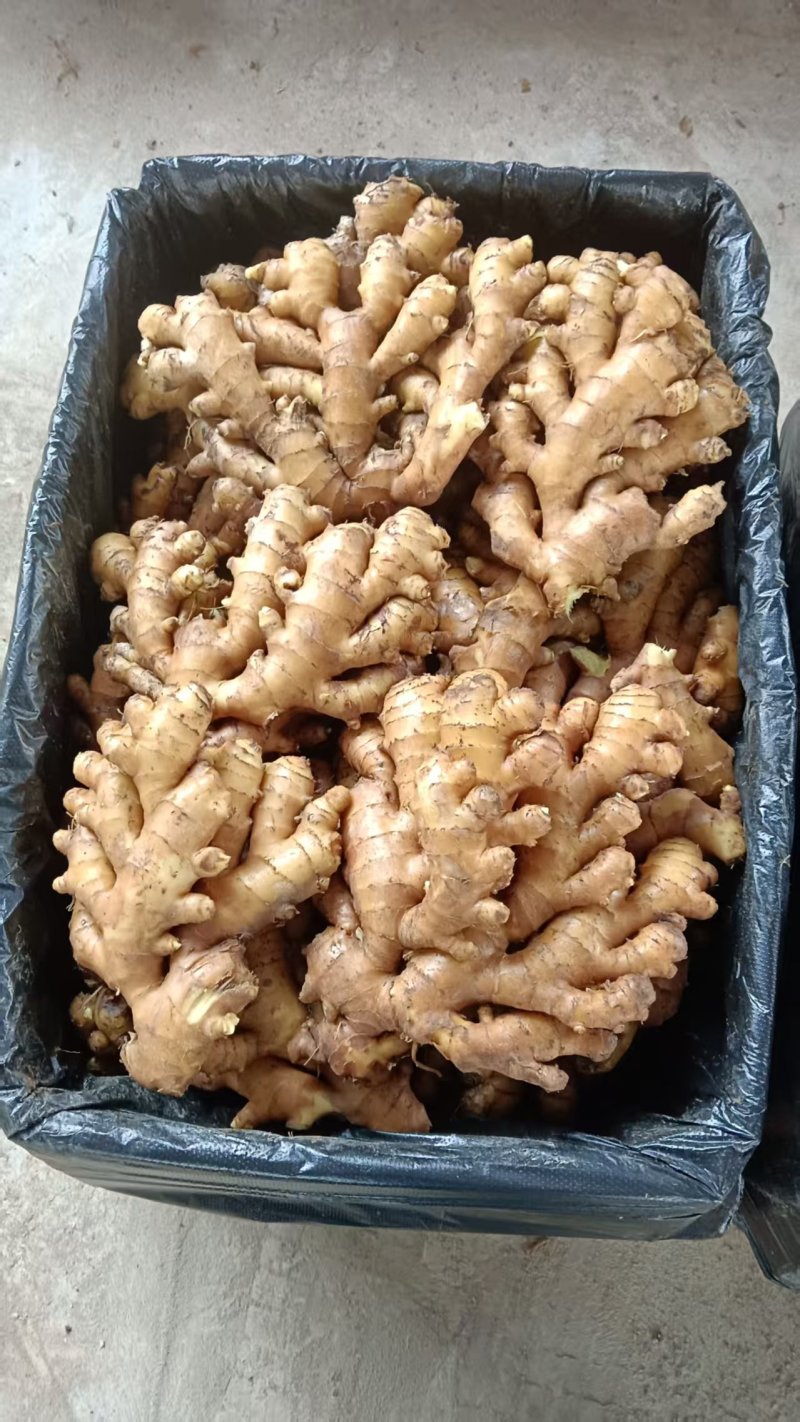 湖南高档小黄姜都是一档级别的好货
