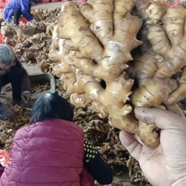 湖南高档小黄姜都是一档级别的好货