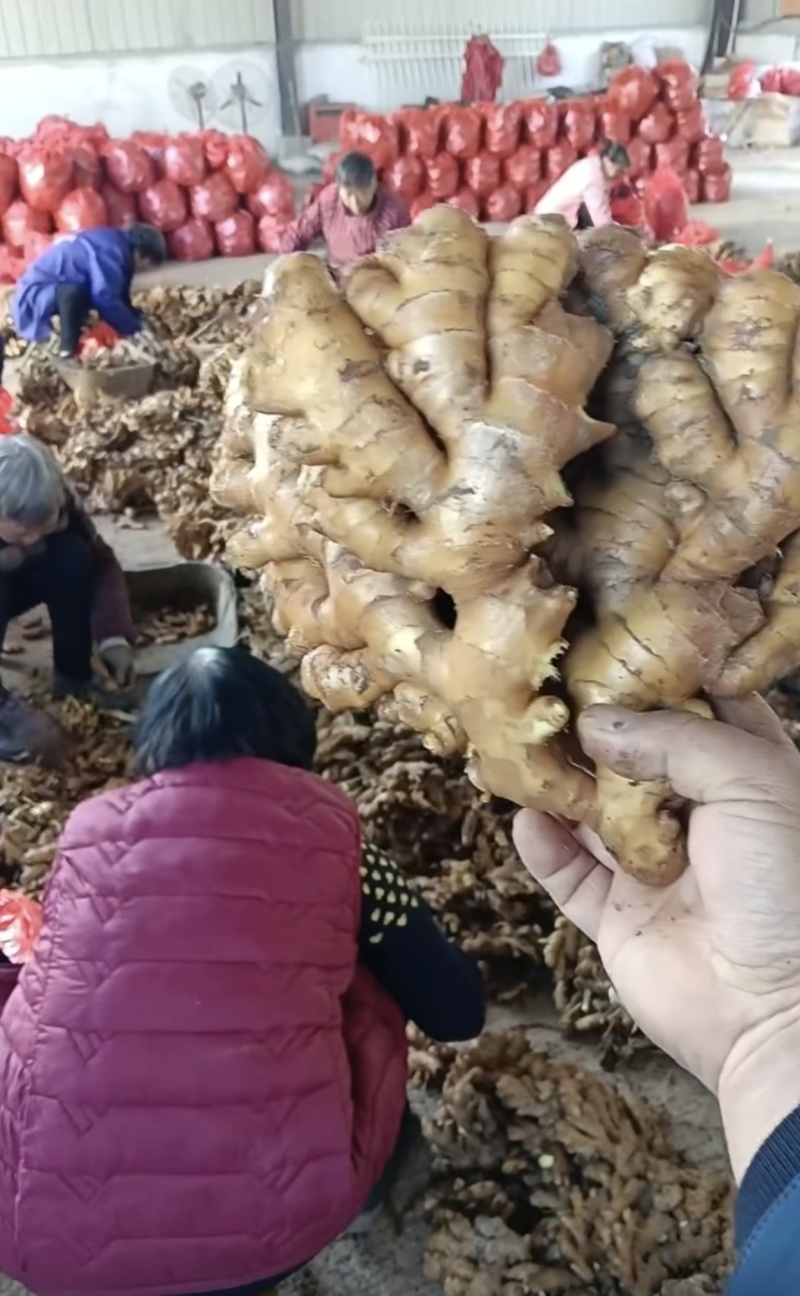 湖南高档小黄姜都是一档级别的好货