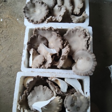 新品灵芝菇