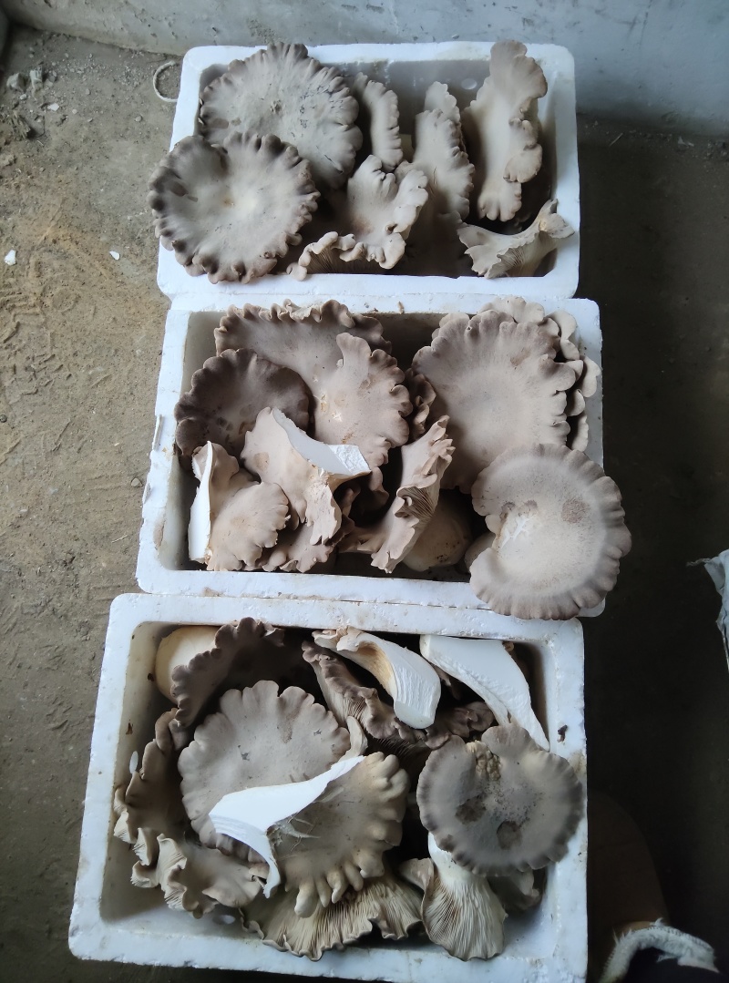 新品灵芝菇
