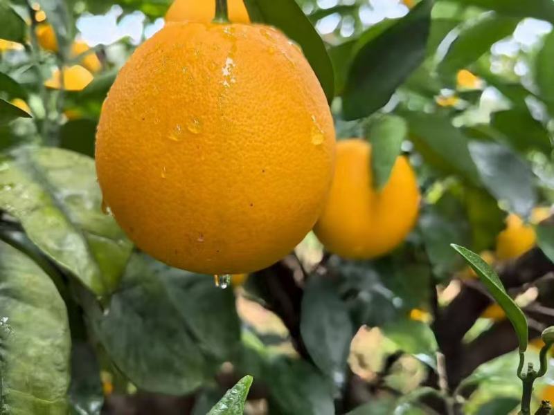 赣南脐橙（信丰县安西镇）