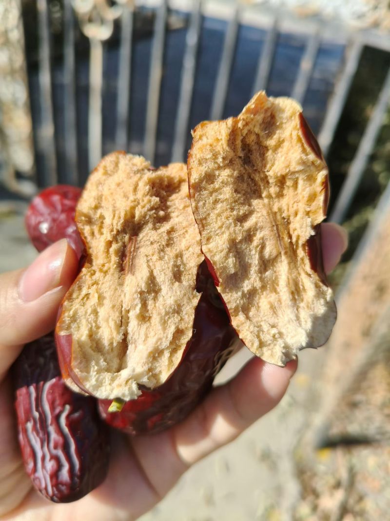 新疆哈密大枣骏枣