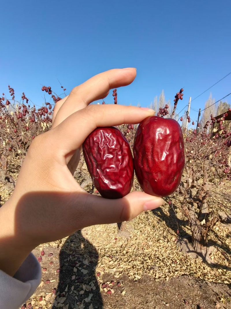 新疆哈密大枣骏枣
