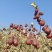 新疆哈密大枣骏枣