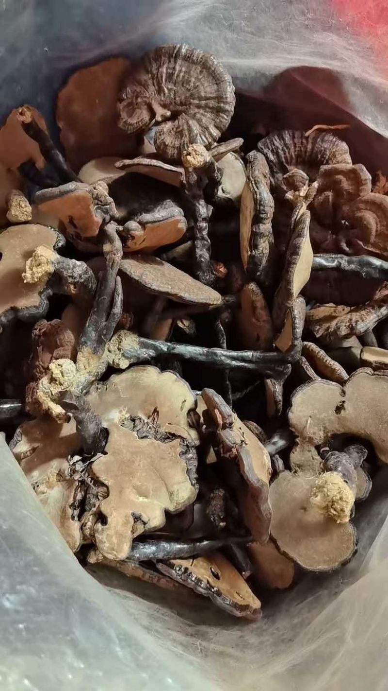 各种规格黑灵芝红灵芝野生灵芝观赏灵芝苦灵芝灵芝片灵芝