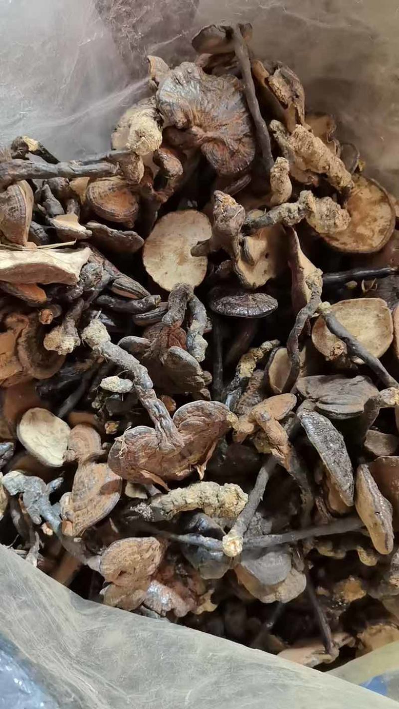 各种规格黑灵芝红灵芝野生灵芝观赏灵芝苦灵芝灵芝片灵芝