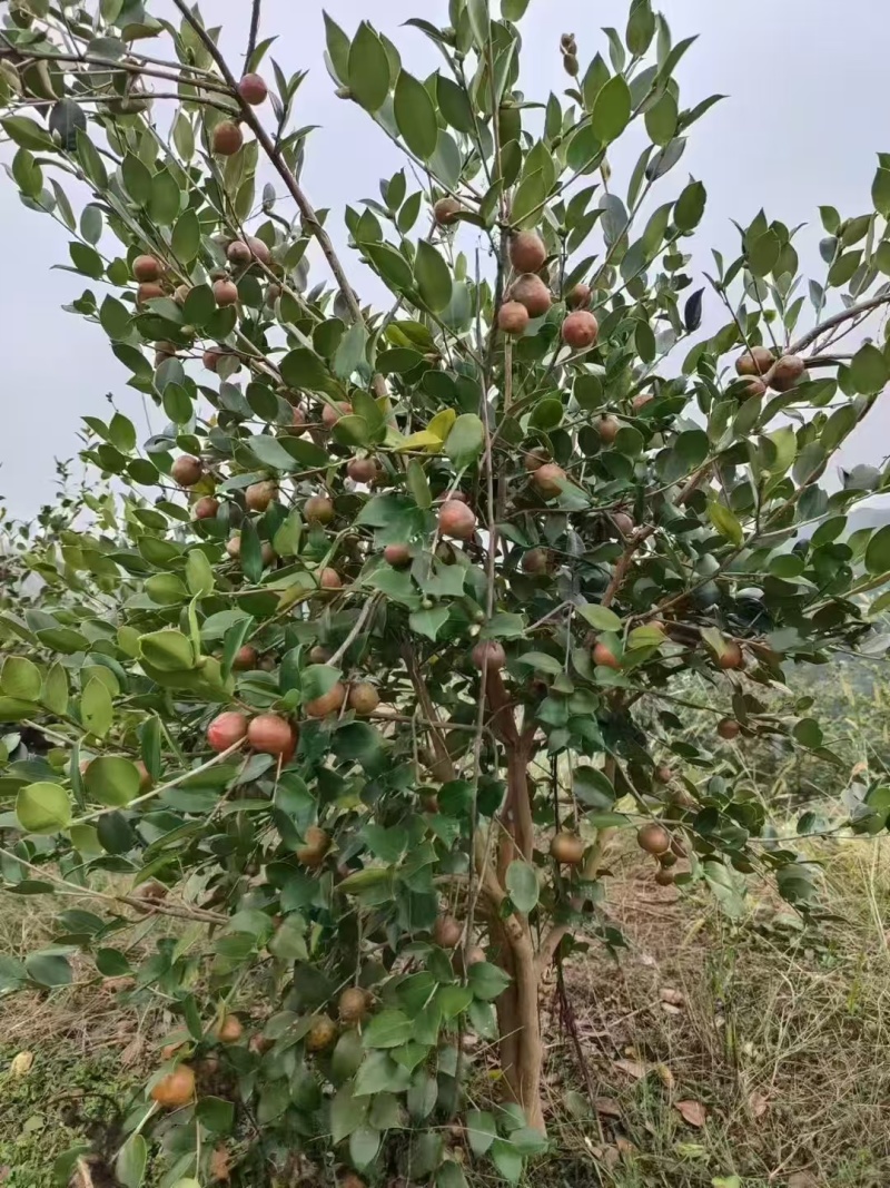 自家种的茶籽油，今年出茶籽油，数量70斤