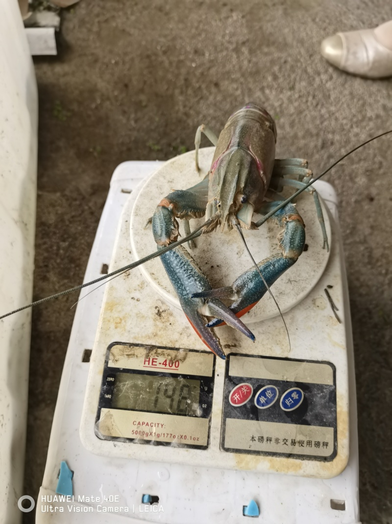 1.5至2.两，大量有货