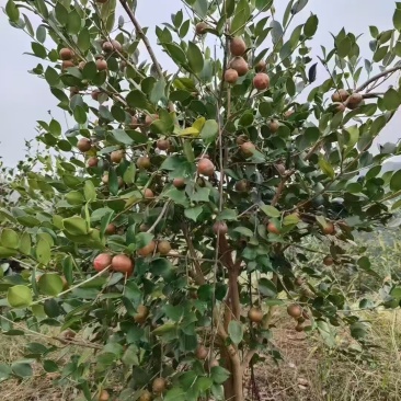 今年新货，正宗茶籽油