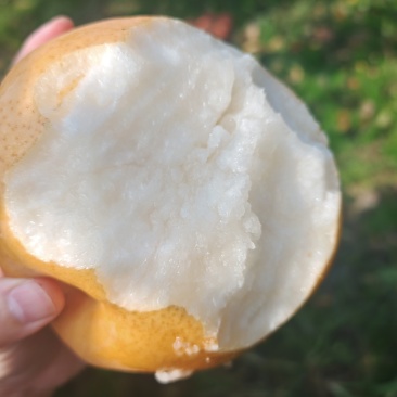 秋黄梨