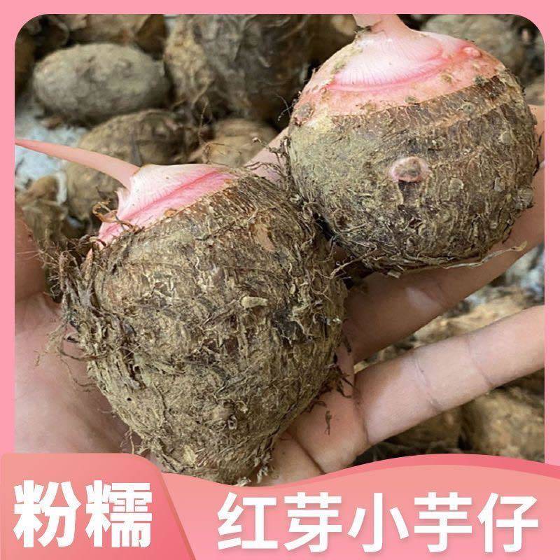 江西正宗农家当季新鲜红芽芋头江西红牙芋头香芋芋艿现挖现发批发