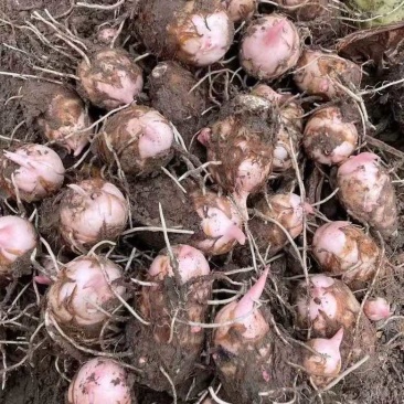 江西正宗农家当季新鲜红芽芋头江西红牙芋头香芋芋艿现挖现发批发