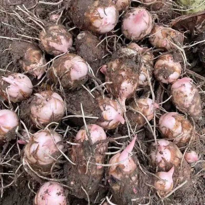 江西正宗农家当季新鲜红芽芋头江西红牙芋头香芋芋艿现挖现发批发