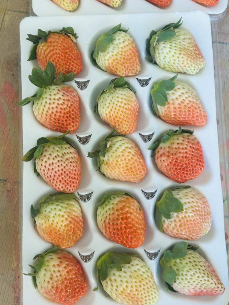 黔莓