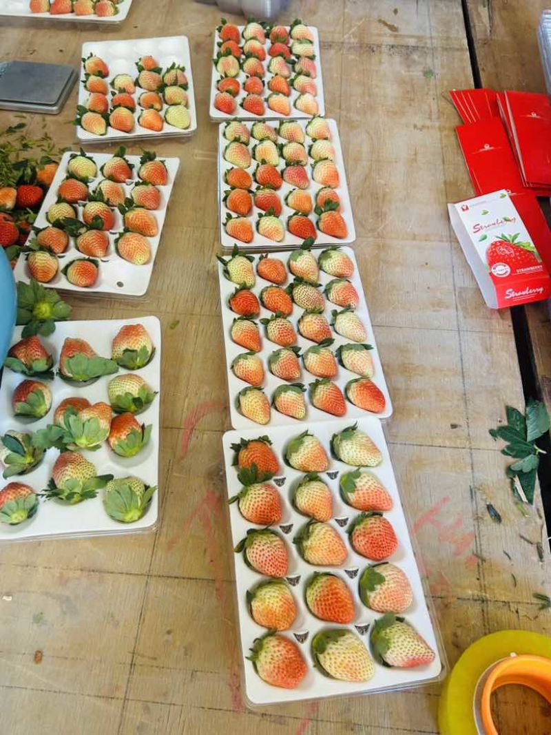 黔莓