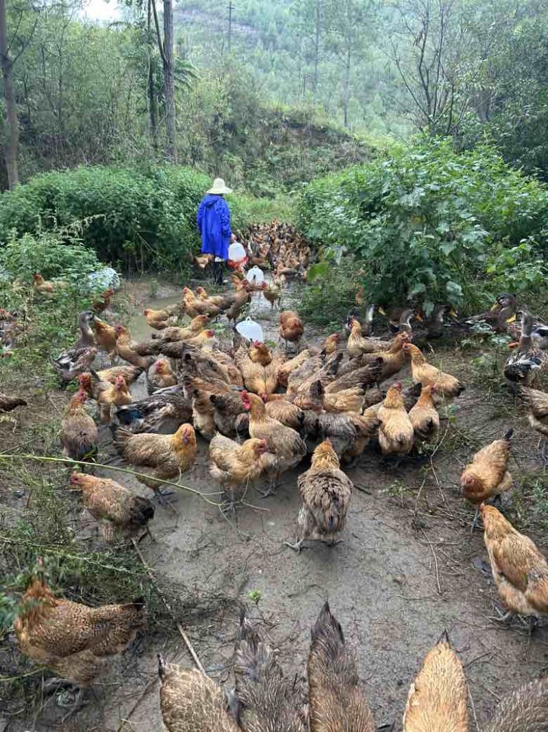 卖跑山土鸡